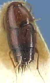 Sepedophilus immaculatus
